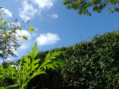 Doğa arka planı için yapraklar ve mavi gökyüzü