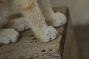 Bahçede sevimli kedi yavrusu