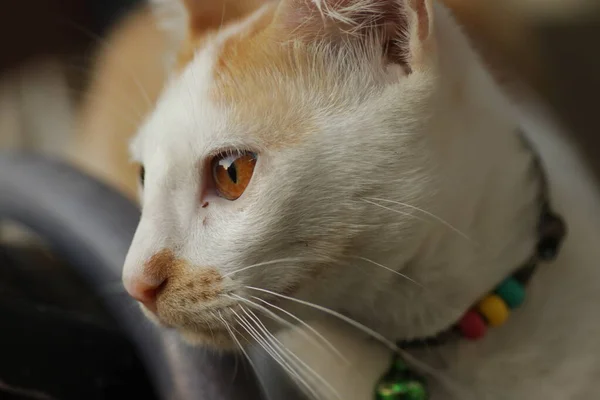 Kucing Lucu Hewan Peliharaan Kebun — Stok Foto