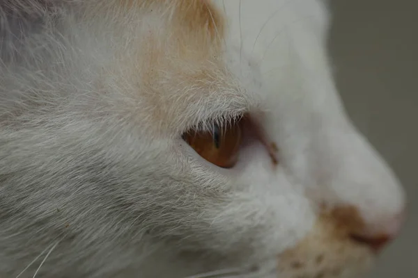 Close Shot White Orange Cat — Stok Foto