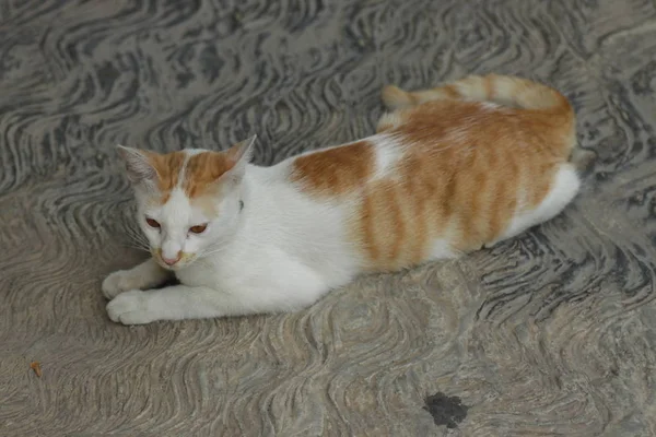 白橙猫特写镜头 — 图库照片