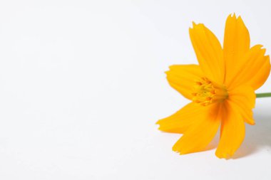 Orange cosmos flowers on a white isolated backgound clipart