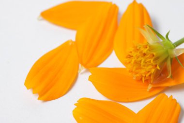 Turuncu kozmos çiçekleri beyaz, izole bir arka planda.