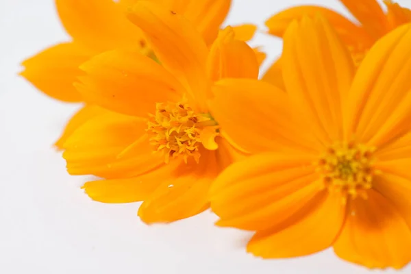 Fleurs Cosmos Orange Sur Fond Isolé Blanc — Photo