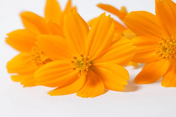 Fleurs Cosmos Orange Sur Fond Isolé Blanc — Photo