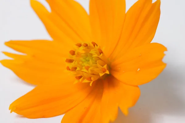 Fleurs Cosmos Orange Sur Fond Isolé Blanc — Photo