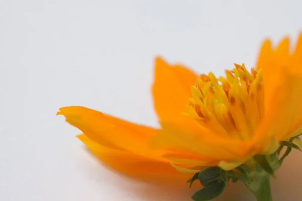 Fleurs Cosmos Orange Sur Fond Isolé Blanc — Photo