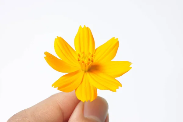 白い孤立した背景にオレンジ色のコスモスの花 — ストック写真