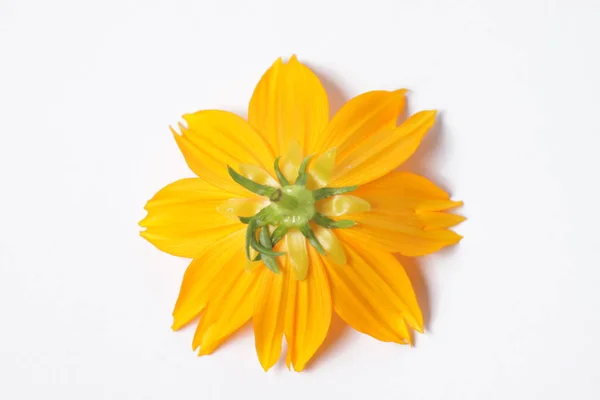 Fleurs Cosmos Orange Sur Fond Isolé Blanc — Photo