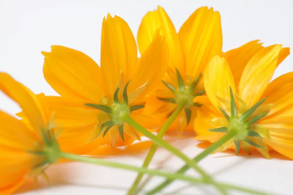 Fleurs Cosmos Orange Sur Fond Isolé Blanc — Photo