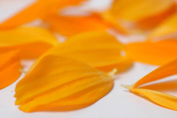 Fleurs Cosmos Orange Sur Fond Isolé Blanc — Photo