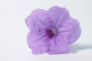 İzole bir arkaplanda mor Ruellia çiçeği