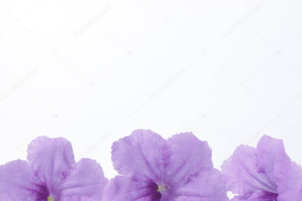Purple Ruellia flower on an isolated background