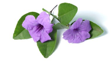 Mor Ruellia çiçeği ve beyaz izole arkaplanda yeşil yapraklar.