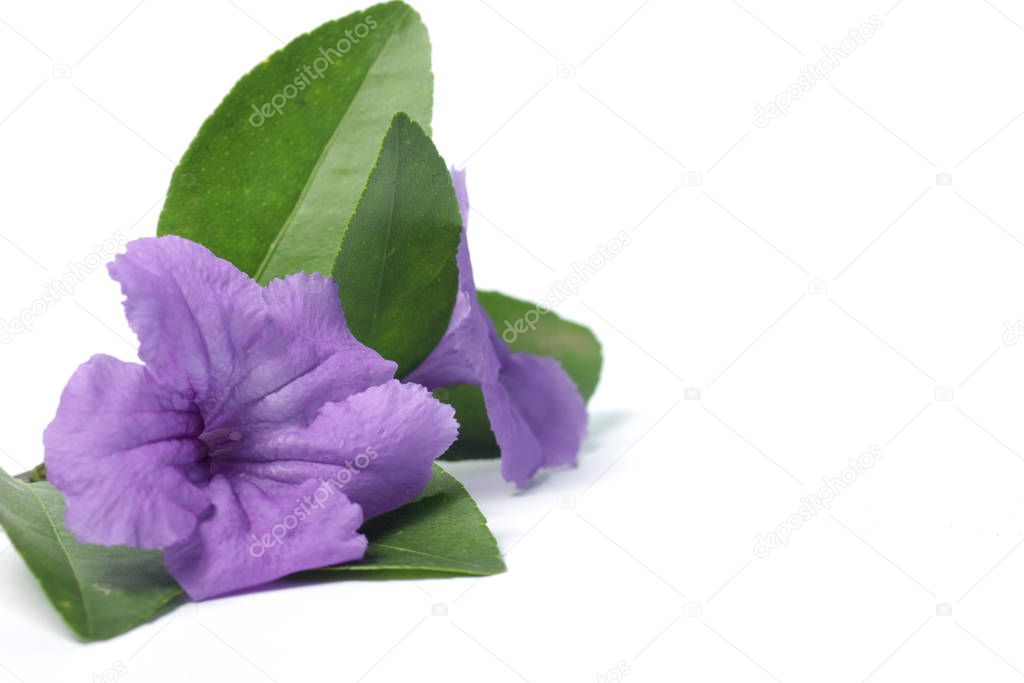 Purple Ruellia flower and green leafs on a white isolated background