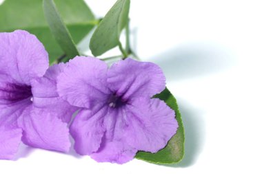 Mor Ruellia çiçeği ve beyaz izole arkaplanda yeşil yapraklar.