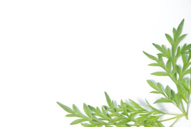 Kopya alanı olan beyaz izole arkaplanda kozmos yaprakları