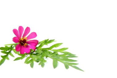 İzole edilmiş beyaz arka planda Zinnia çiçeği buketi