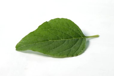 Ispanak ve Amaranthus spp resmi. Genellikle yemek pişirmek için kullanılan yapraklar. İzole edilmiş beyaz bir arkaplanda çekim yap.