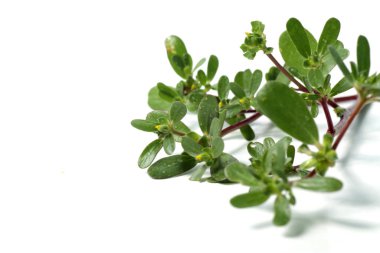 Purslane bitkisi ya da Portekiz, tıbbi amaçlar için ilaç olarak kullanılabilen bir bitki. İzole edilmiş beyaz bir arkaplanda çekim yap.