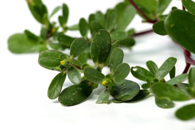 Purslane bitkisi ya da Portekiz, tıbbi amaçlar için ilaç olarak kullanılabilen bir bitki. İzole edilmiş beyaz bir arkaplanda çekim yap.