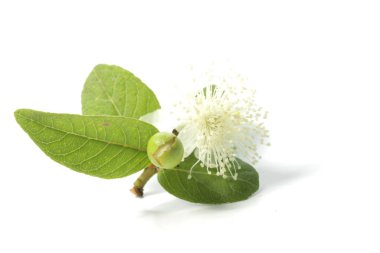 Beyaz yalıtılmış arkaplanda çiçekli guava / psidium guajava yaprakları