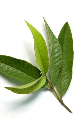 Beyaz izole bir arkaplanda guava / psidium guajava yaprakları