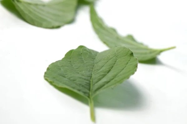 Foto Bayam Amaranthus Spp Daun Yang Biasanya Digunakan Untuk Memasak — Stok Foto