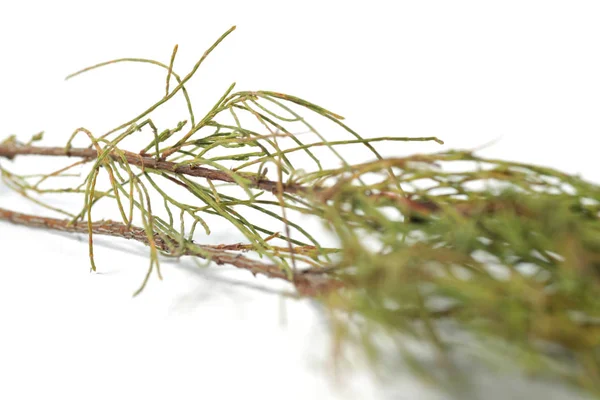 Listy Casuarina Equisetifolia Jedna Laskavých Borovic Shoot Bílém Izolovaném Backgound — Stock fotografie