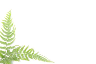 Beyaz yalıtılmış arka planda sıradan kadın eğreltiotu / Athyrium filix-femina yaprakları