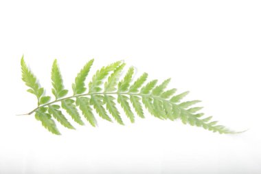 Beyaz yalıtılmış arka planda sıradan kadın eğreltiotu / Athyrium filix-femina yaprakları