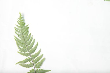 Beyaz yalıtılmış arka planda sıradan kadın eğreltiotu / Athyrium filix-femina yaprakları