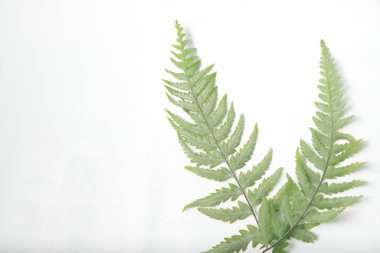 Beyaz yalıtılmış arka planda sıradan kadın eğreltiotu / Athyrium filix-femina yaprakları