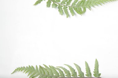 Beyaz yalıtılmış arka planda sıradan kadın eğreltiotu / Athyrium filix-femina yaprakları