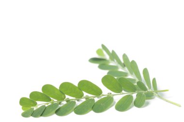 Meniran / Phyllanthus idrar, bitkisel ilaçlar için kullanılabilen bir bitki. İzole edilmiş beyaz bir arkaplanda çekim yap.