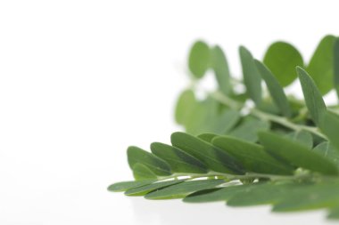 Meniran / Phyllanthus idrar, bitkisel ilaçlar için kullanılabilen bir bitki. İzole edilmiş beyaz bir arkaplanda çekim yap.