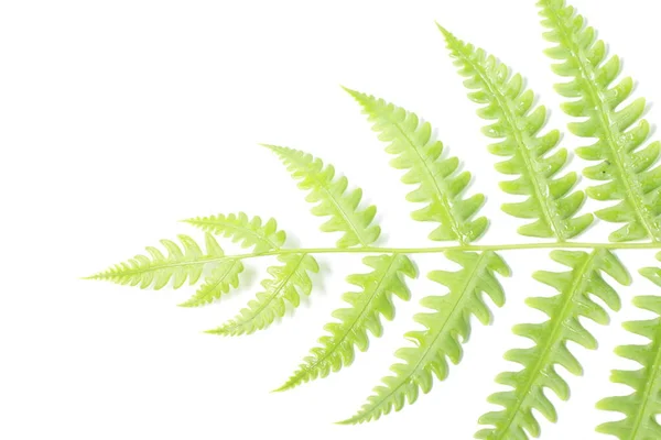 Pteridium Aquilinum Pteridium Aquilinum Una Specie Felce Diffusa Nelle Regioni — Foto Stock