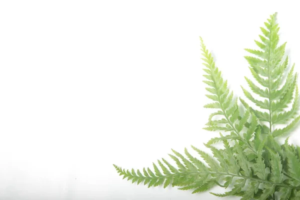 Обыкновенная Леди Папоротник Athyrium Filix Femina Листья Белом Изолированном Фоне — стоковое фото