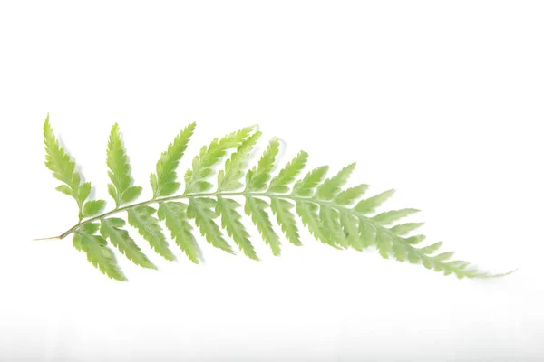 Gemeiner Frauenfarn Athyrium Filix Femina Blättert Auf Weißem Isoliertem Hintergrund — Stockfoto
