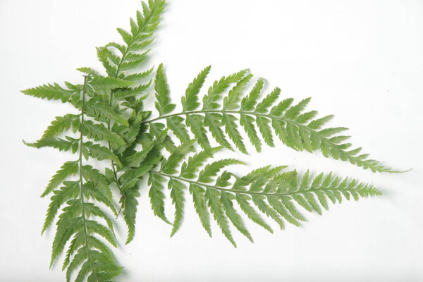 common lady-fern / Athyrium filix-femina leafs on a white isolated background