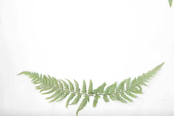 Обыкновенная Леди Папоротник Athyrium Filix Femina Листья Белом Изолированном Фоне — стоковое фото