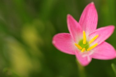 Pembe yağmurlu zambak çiçeği / Bahçede yeşil bokeh yapraklı Zephyranthes