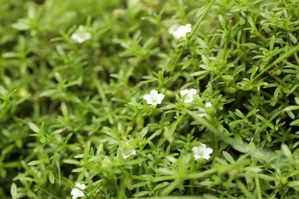 背景のための美しい白い花を持つ緑の草 — ストック写真