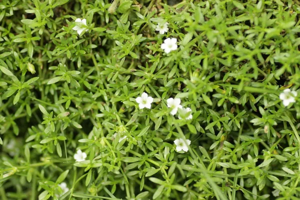 背景のための美しい白い花を持つ緑の草 — ストック写真