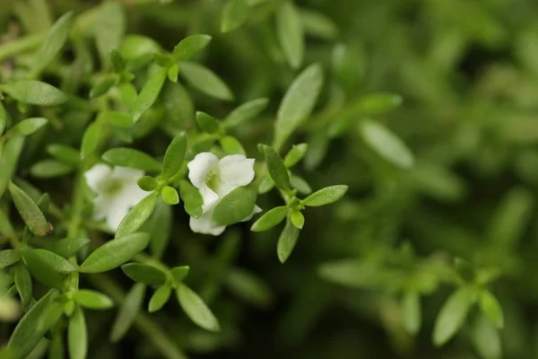 背景のための美しい白い花を持つ緑の草 — ストック写真