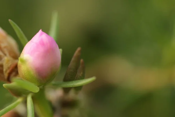 Růžový Déšť Lilie Květiny Zephyranthes Zahradě Zeleným Bokeh Listy Pozadí — Stock fotografie