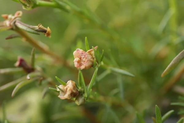 Pink Rain Lily Flower Zephyranthes Garden Green Bokeh Leafs Background — 스톡 사진