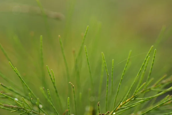 Casuarina Equisetifolia Folhas Pinheiros Gentis Macro Atirar Para Backgound Papel — Fotografia de Stock