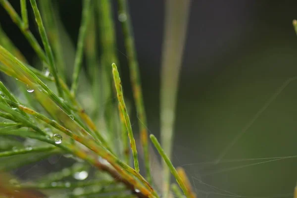 Kasuarine Equisetifolia Blättert Eine Art Kiefer Makro Shooting Für Hintergrund — Stockfoto