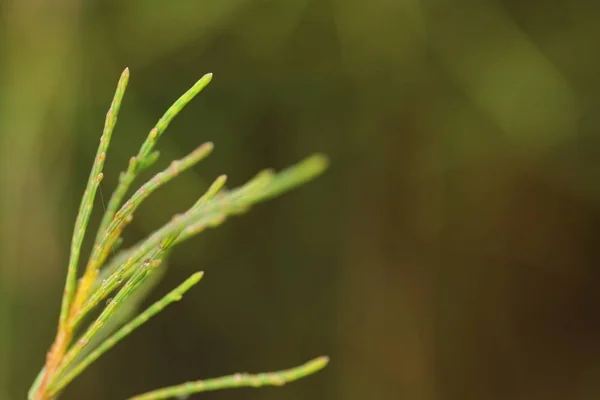 Casuarina Equisetifolia Hojas Uno Los Árboles Pino Tipo Macro Disparar —  Fotos de Stock